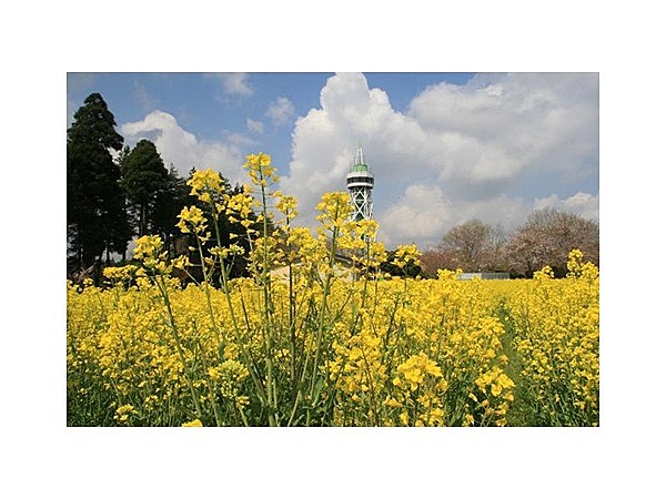 菜の花畑(さんぶの森公園駐車場わき)