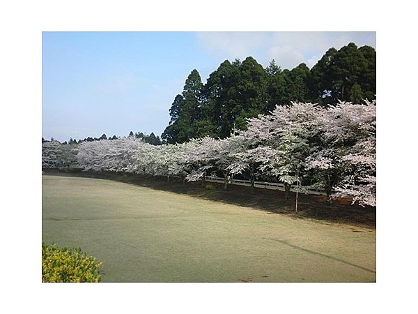 桜並木（日向の森野球場前方）