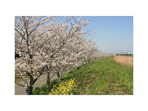 桜並木（栄橋周辺）