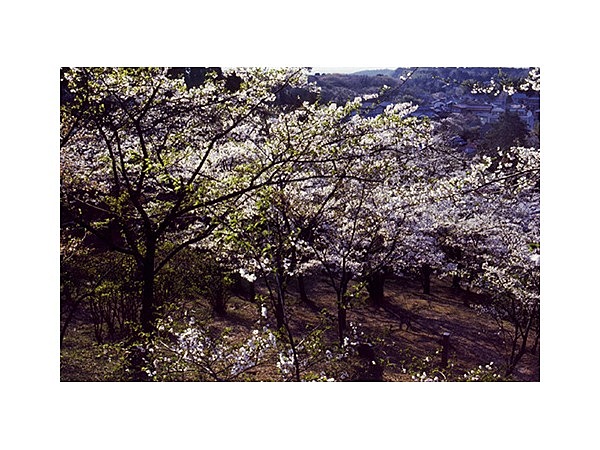 鶴舞公園の桜
