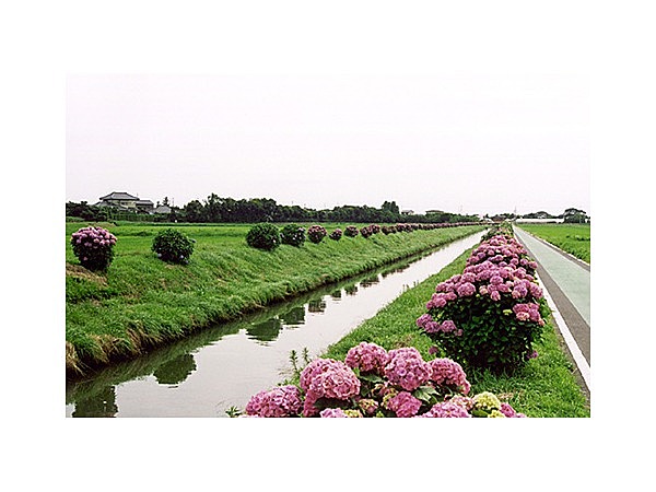 ふれあいアジサイロード