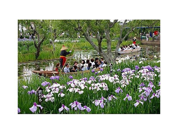 水郷佐原水生植物園のアヤメ・花菖蒲・はす・スイレン