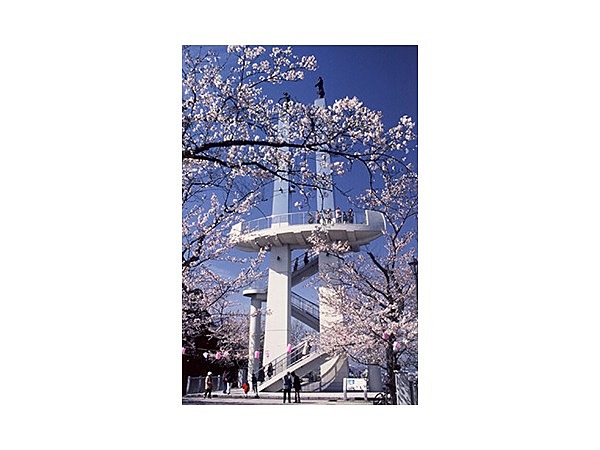 太田山公園の桜