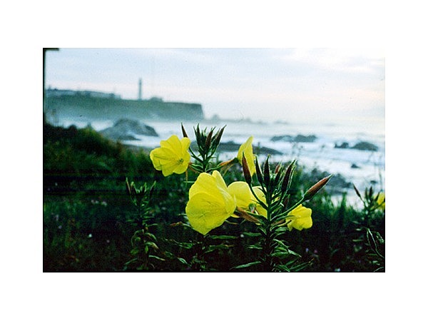 オオマツヨイグサ