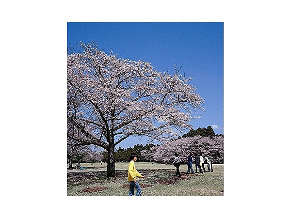 泉自然公園の桜