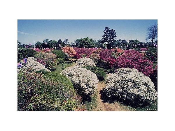 雲井岬つつじ公園