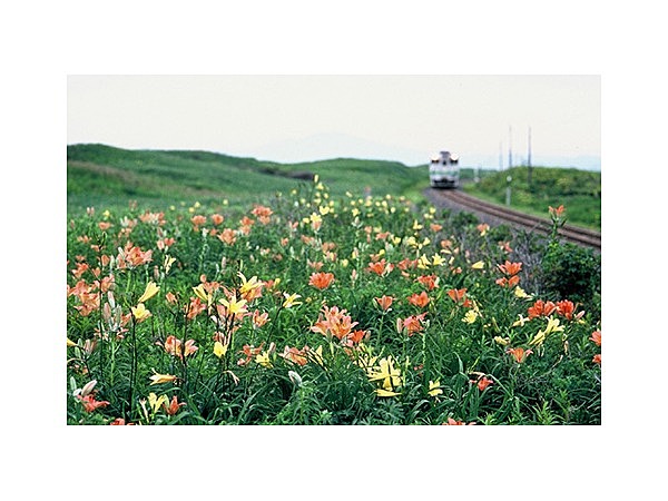 小清水 原生花園