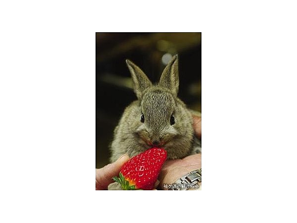 ガウラーベリーかねこ農園