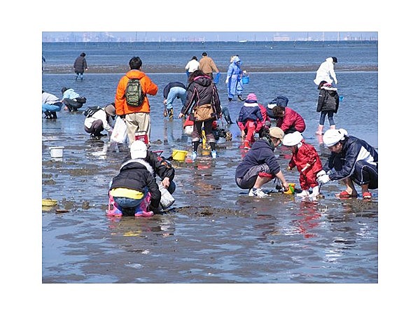 富津海岸潮干狩