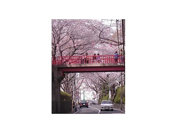 桜坂