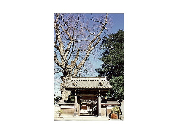 梅岩寺のケヤキ