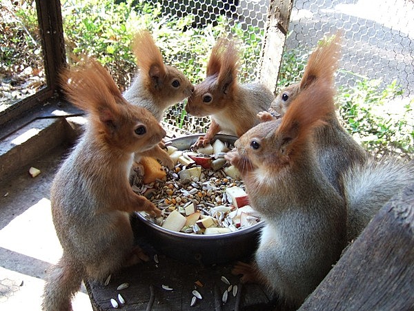 町田薬師池公園四季彩の杜 リス園