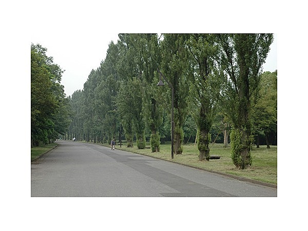 ポプラ並木（水元公園）