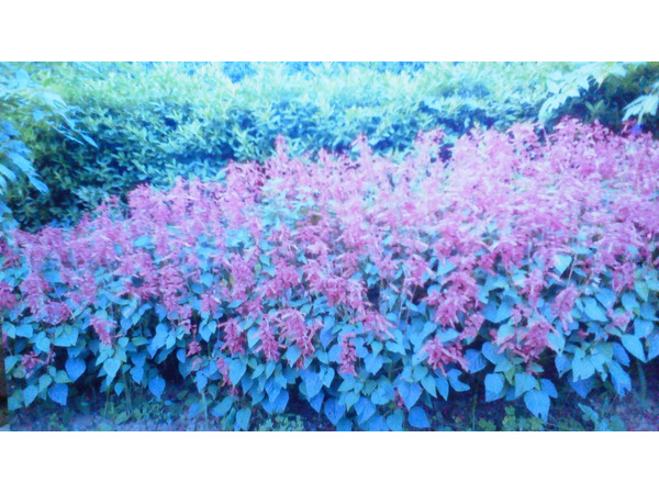 町田市の市の花「サルビア」