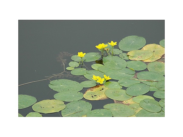 ごんぱち池（権八池）