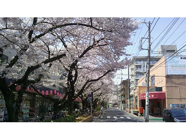 南馬込の桜並木　桜の花見