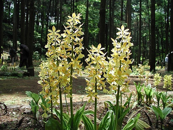 町田薬師池公園四季彩の杜　南園（町田えびね苑）