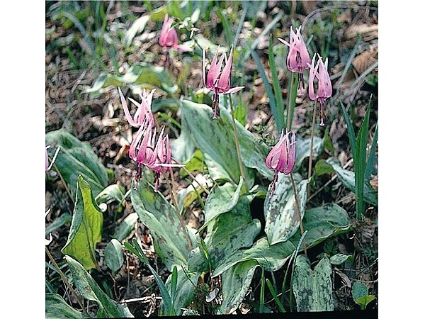 町田かたかごの森